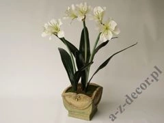 Amarylis w doniczce 86cm [AZ02024]
