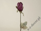 Róża bordowa 63cm [AZ01679]