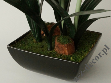 Amaryllis in black pot 45x75cm [AZ02015]