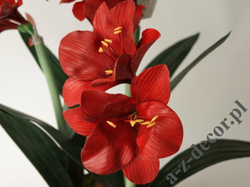 Amaryllis in black pot 45x75cm [AZ02015]