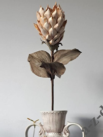 Sztuczna Protea jasno kremowa 88cm [AZ01702]