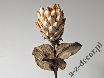 Sztuczna Protea jasno kremowa 88cm [AZ01702]