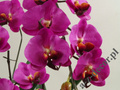 Sztuczna orchidea w doniczce 66cm [AZ01143]