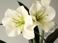 Amarylis w doniczce 86cm [AZ02024]