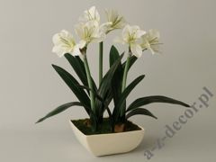 Biały amarylis w kwadratowej misie 75cm [AZ02016]