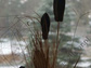 Bukiet z suszu 90cm [AZ00959]
