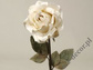 Róża kremowa 59cm [AZ01165]