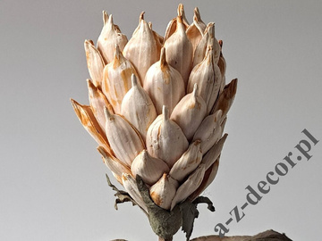 Sztuczna Protea jasno kremowa 88cm [AZ01702]