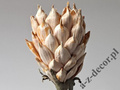 Sztuczna Protea jasno kremowa 88cm [AZ01702]