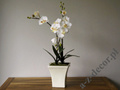 Sztuczna biała orchidea w doniczce 77cm [AZ00326]
