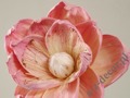 Magnolia różowa 87cm [AZ01685]