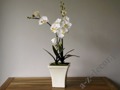 Sztuczna biała orchidea w doniczce 77cm [AZ00326]